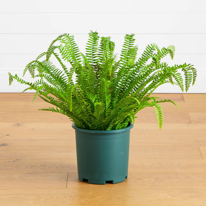 27-in UV resistant artificial Boston fern plant from Nearly Natural in a green pot on Tampa Home & Garden Store
