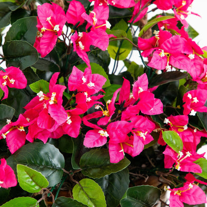 Bougainvillea Hanging Basket UV Resistant