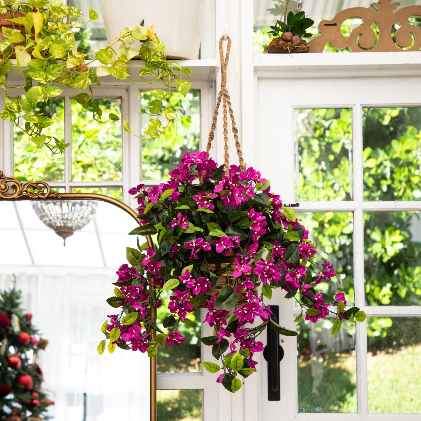 Bougainvillea Hanging Basket UV Resistant