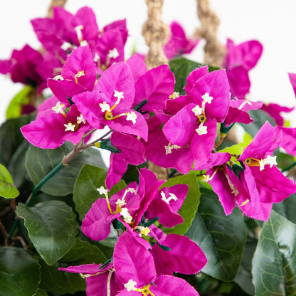 Bougainvillea Hanging Basket UV Resistant