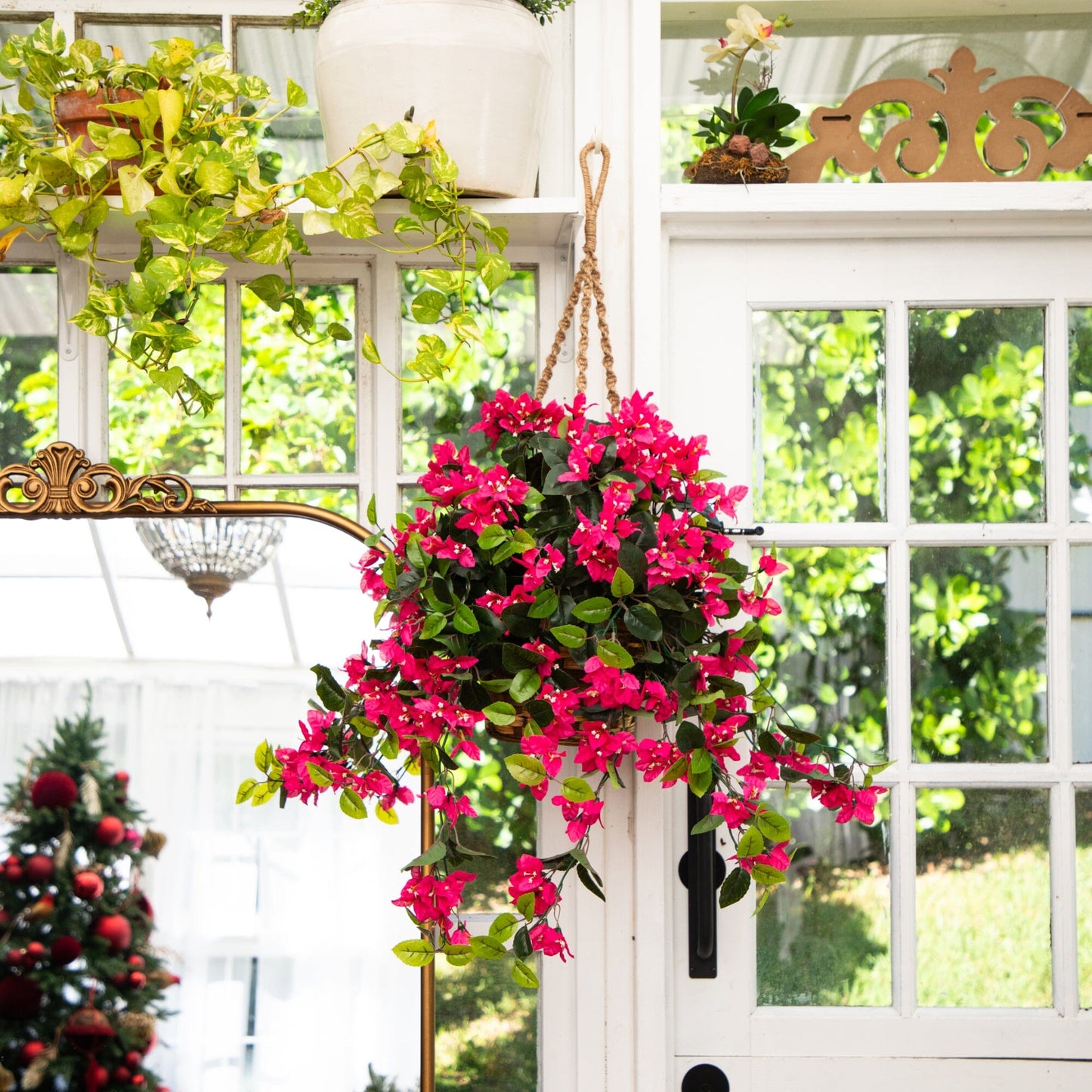 Bougainvillea Hanging Basket UV Resistant