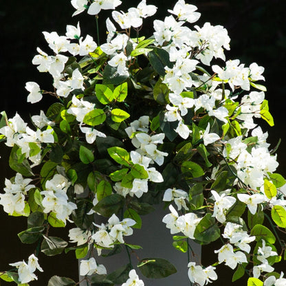 Bougainvillea hanging plant by Nearly Natural, 28-inch UV-resistant white blooms, set of 2 on Tampa Home & Garden Store