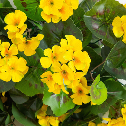 Artificial geranium hanging plant, yellow, 29in UV resistant, Nearly Natural, set of 2 on Tampa Home & Garden Store