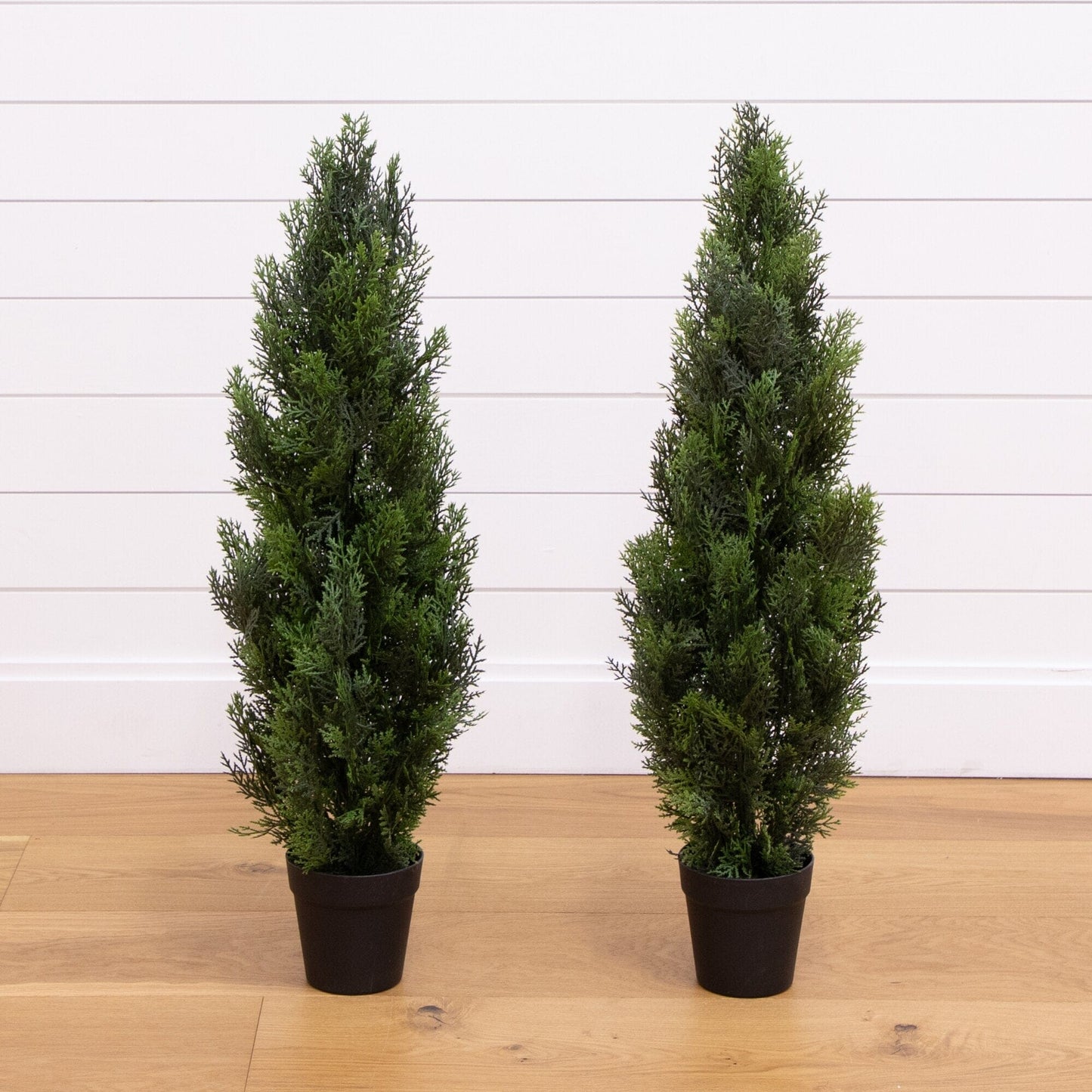 3 Mini Cedar Pine Tree for Indoor and Outdoor Use