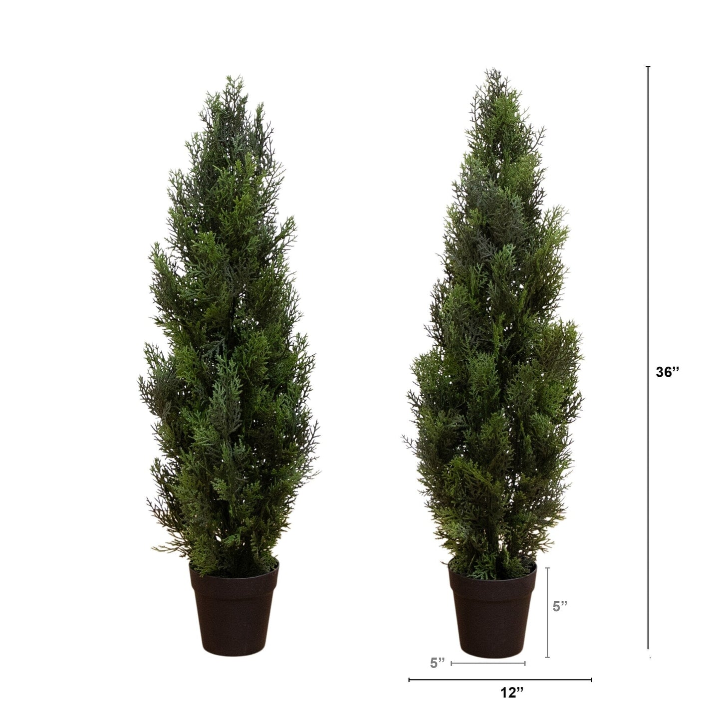 3 Mini Cedar Pine Tree for Indoor and Outdoor Use