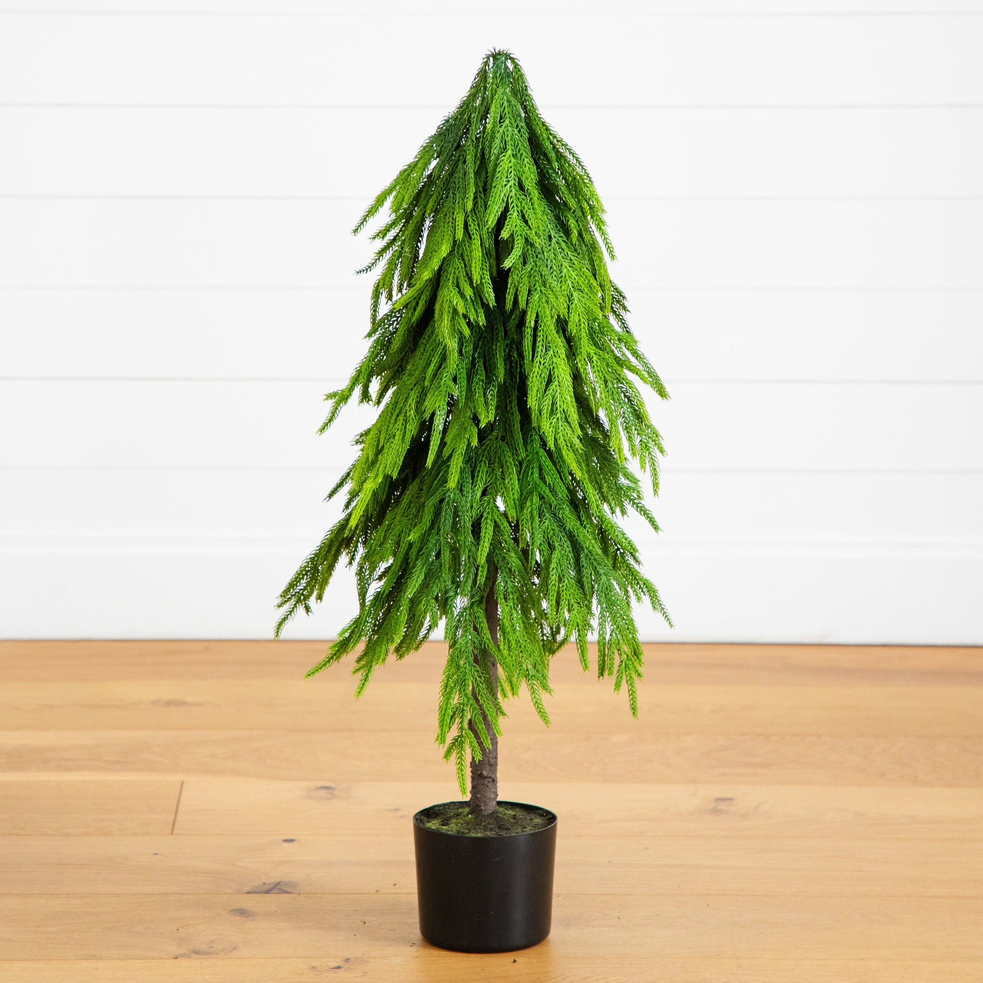 3' artificial Norfolk Pine Tree with Real Touch foliage in black pot on Tampa Home & Garden Store