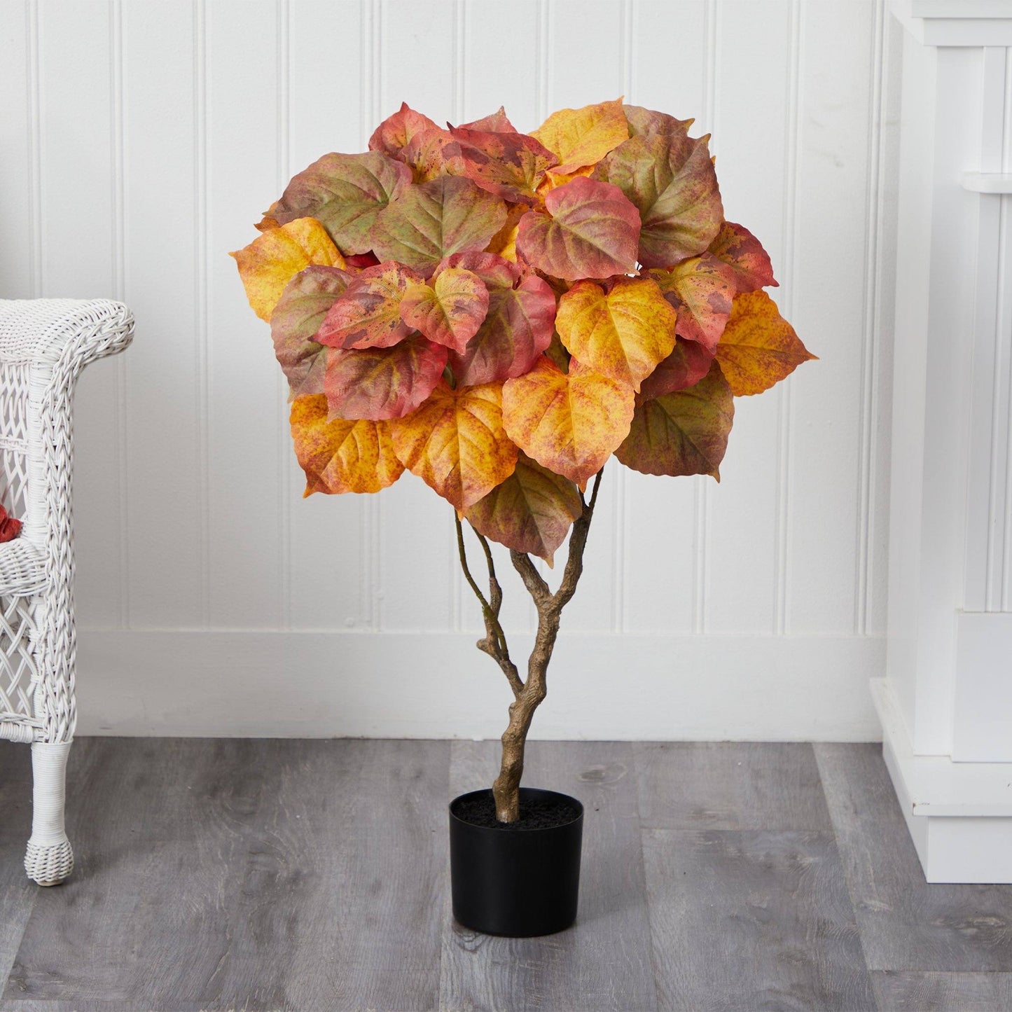 Ficus Paraguas de Otoño de 3 pies