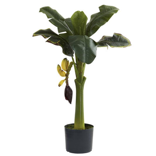 3’ Banana Tree - Tampa Home & Garden Store