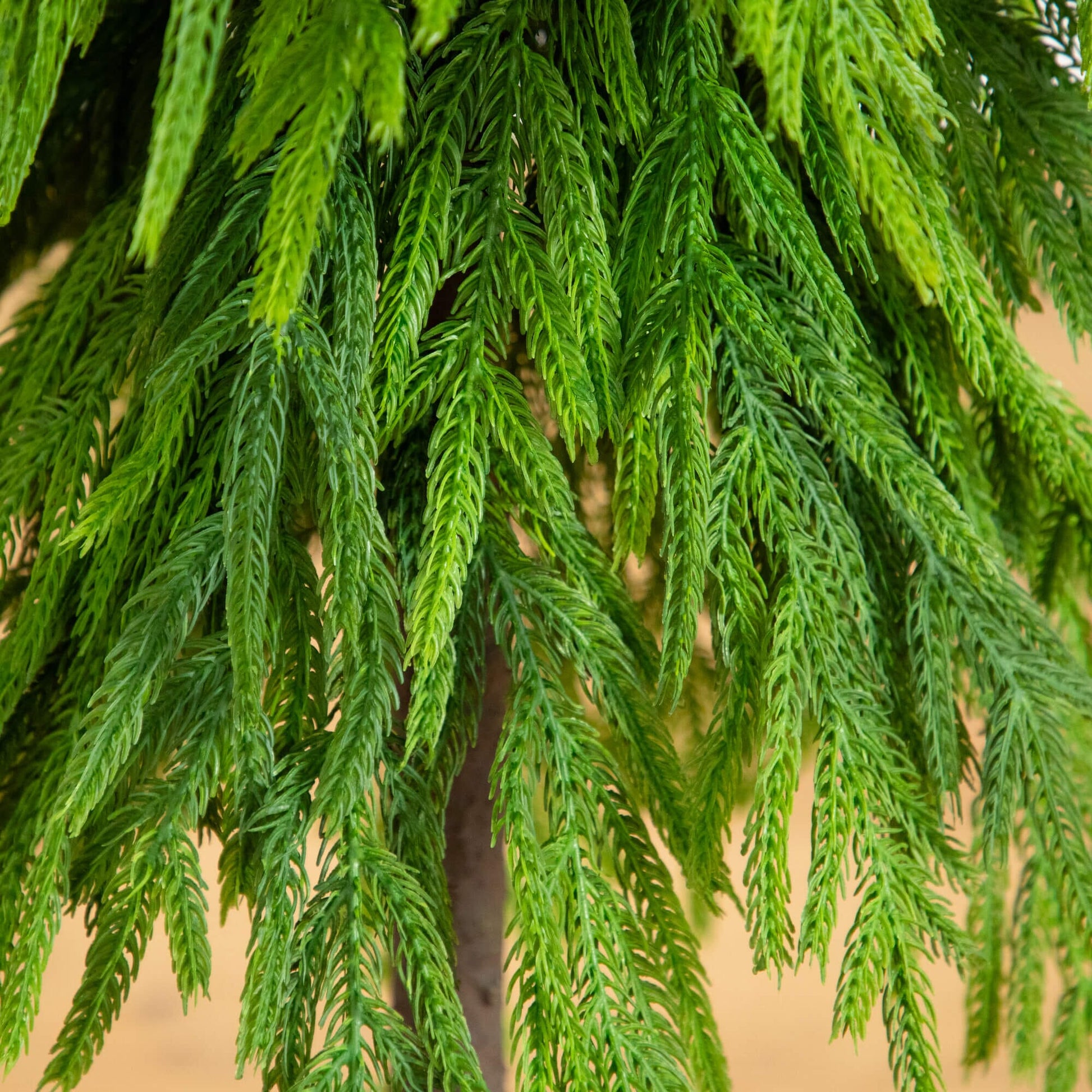 3' artificial Norfolk pine tree with real-touch needles and downward sweeping branches on Tampa Home & Garden Store