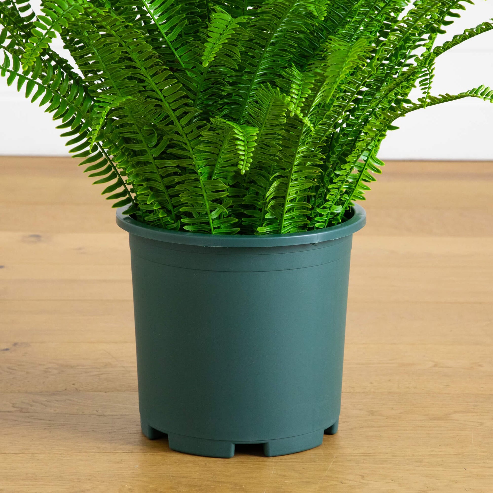 3-ft UV resistant artificial Boston fern plant by Nearly Natural in teal pot on Tampa Home & Garden Store