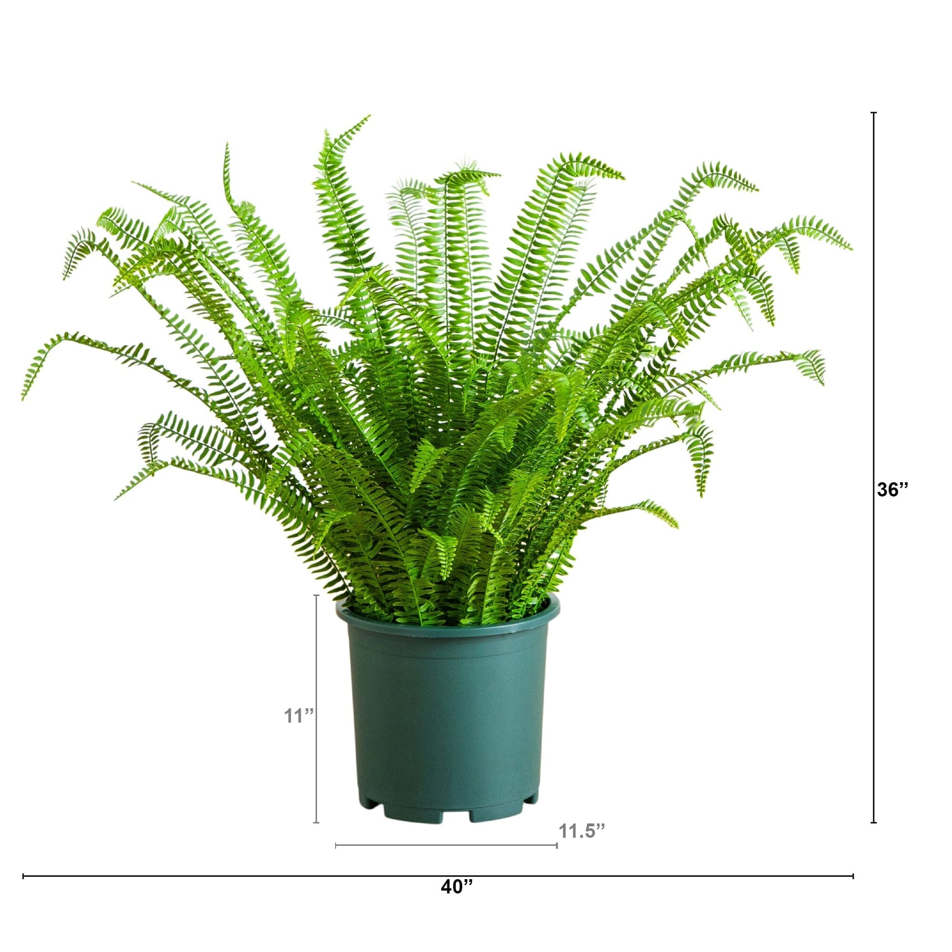 3-ft UV-resistant artificial Boston fern plant in green pot by Nearly Natural indoor/outdoor on Tampa Home & Garden Store