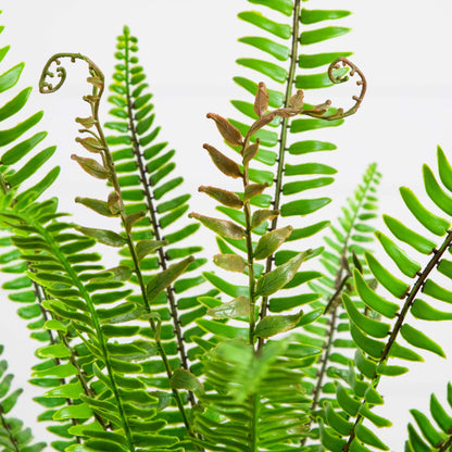 3-ft UV resistant artificial Boston fern plant Nearly Natural with lush green fronds on Tampa Home & Garden Store