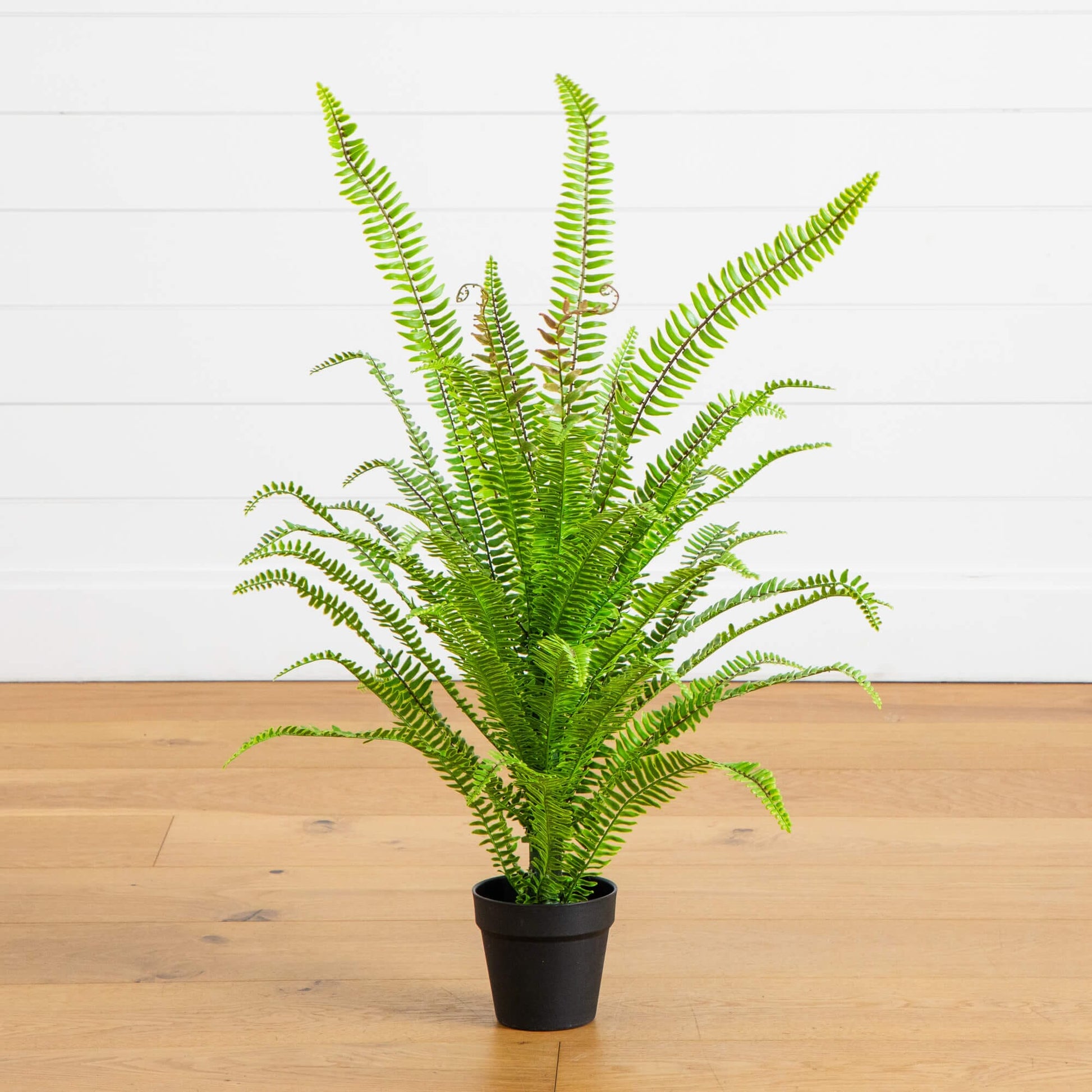 3-ft UV-resistant artificial Boston fern potted plant by Nearly Natural in black pot on Tampa Home & Garden Store