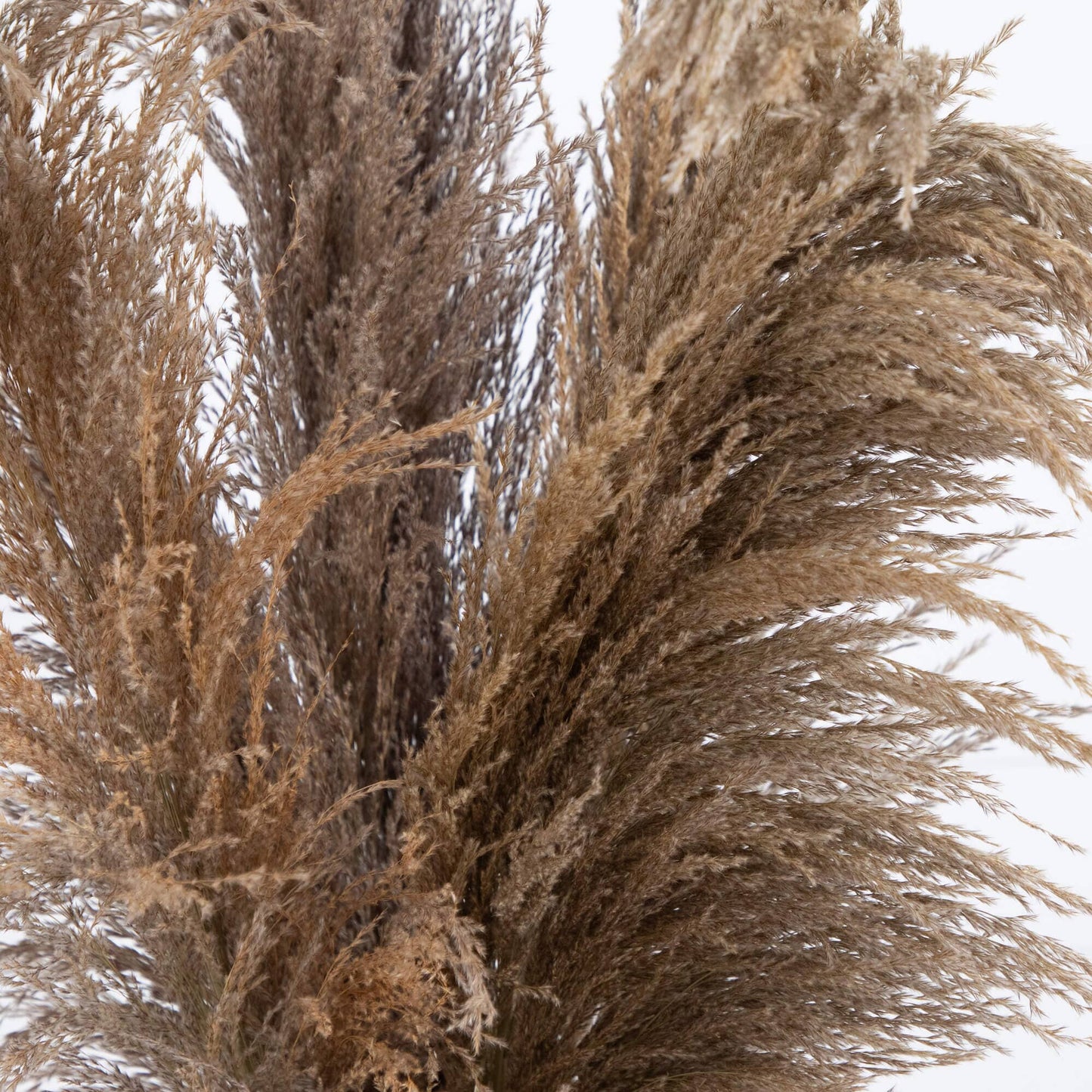Dried Natural Pampas Arrangement in Ceramic Vase