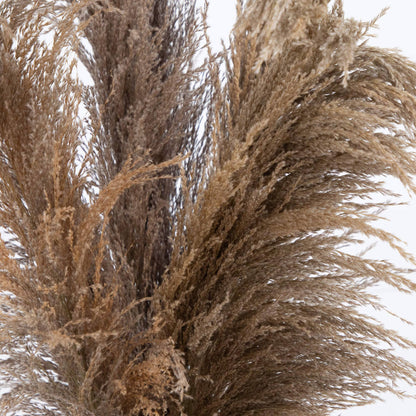 Dried Natural Pampas Arrangement in Ceramic Vase