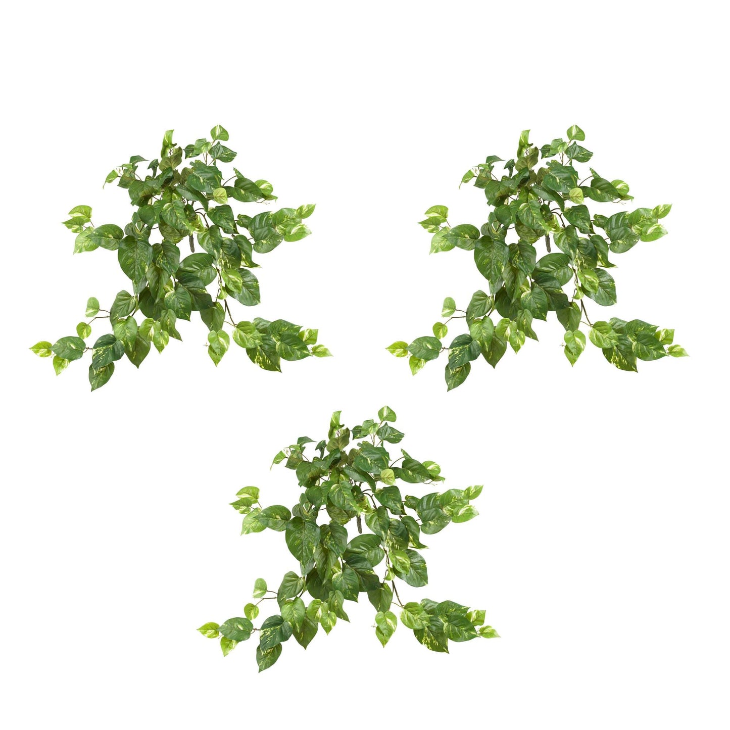 Pothos Colgante de 30” (Set de 3)