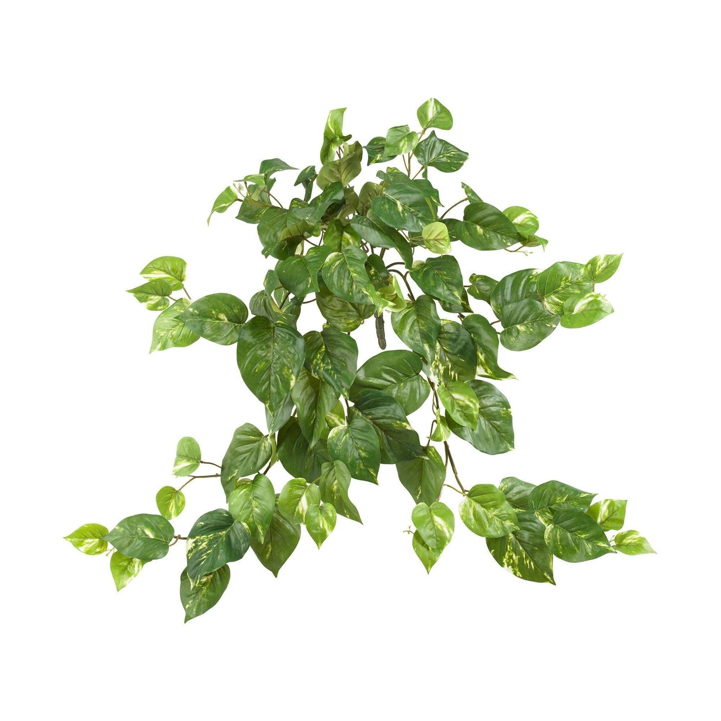 Pothos Colgante de 30” (Set de 3)