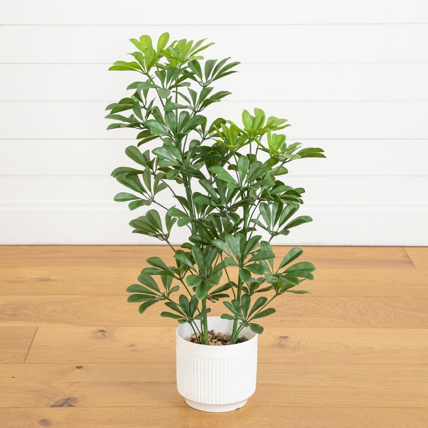 Schefflera tree in white planter 31in UV-resistant artificial Nearly Natural indoor/outdoor on Tampa Home & Garden Store