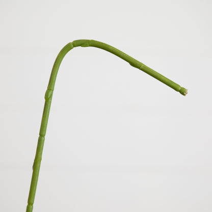 Nearly Natural 35in green artificial orchid stem on Tampa Home & Garden Store