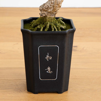 Cedar Bonsai 36" Silk Plant"