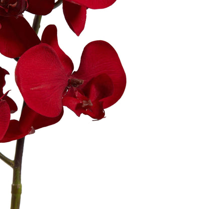 36in Christmas Phalaenopsis orchid artificial stem red petals Nearly Natural set of 4 on Tampa Home & Garden Store