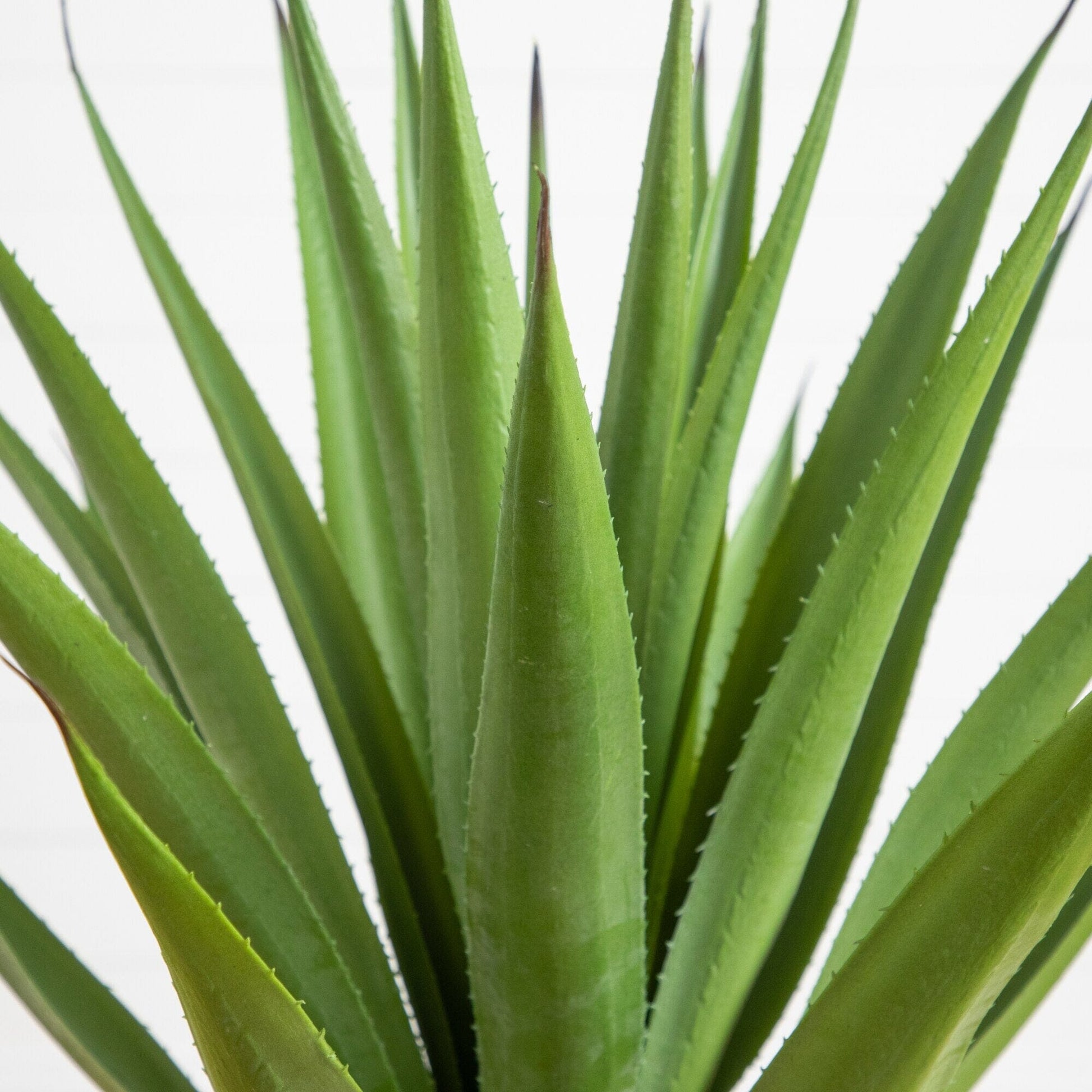 Artificial agave plant close-up with vivid green, spiky leaves on Tampa Home & Garden Store