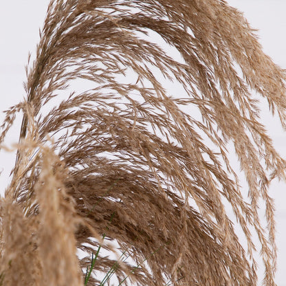 The Artificial Pampas Grass and Plum Decor