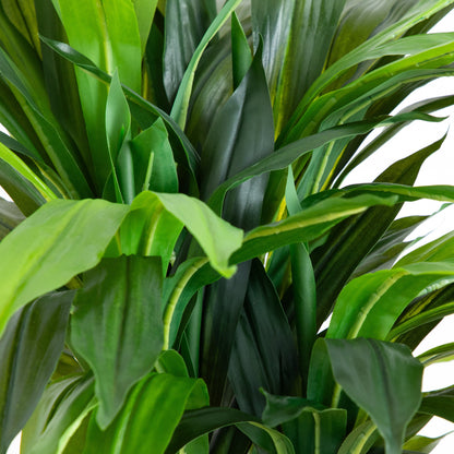 Dracaena Silk Plant 4 Ft Real Touch
