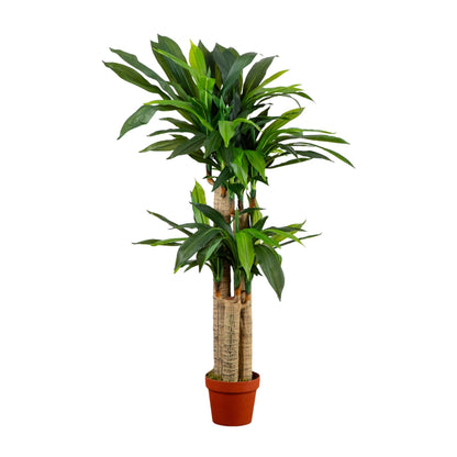 Dracaena Silk Plant 4 Ft Real Touch