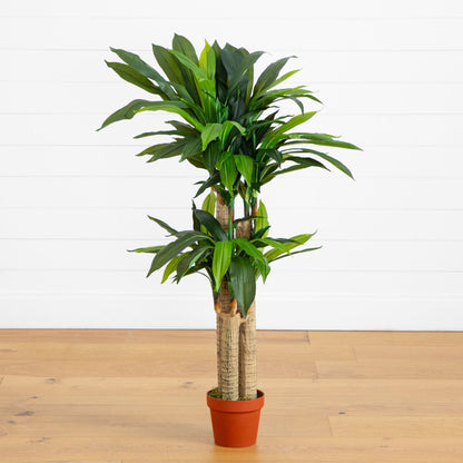 Dracaena Silk Plant 4 Ft Real Touch
