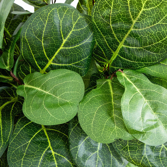 4’ Fiddle Leaf Fig Tree leaves close-up, dark green foliage with lime veins artificial Nearly Natural on Tampa Home & Garden Store