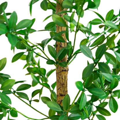 4' Artificial Shady Lady Black Olive Tree by Nearly Natural, lush green leaves and textured trunk on Tampa Home & Garden Store