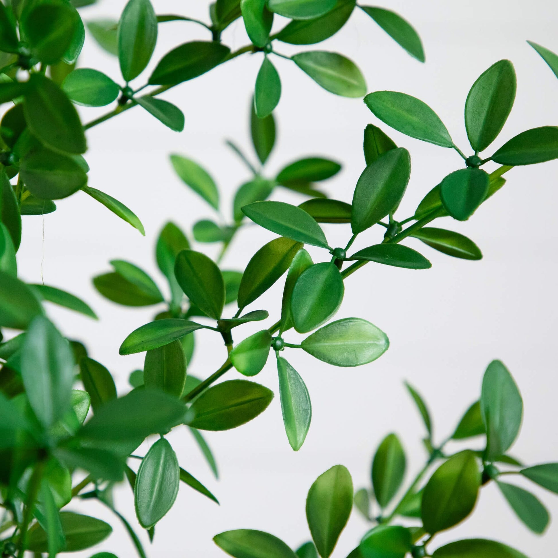 4' Shady Lady Black Olive Tree Nearly Natural artificial tree with glossy green leaves on Tampa Home & Garden Store
