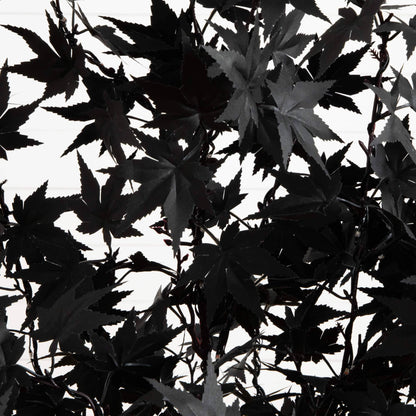 4 ft pre-lit artificial Halloween black maple tree with orange & purple LEDs on Tampa Home & Garden Store