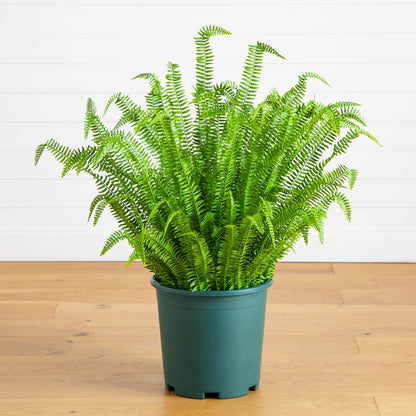 Artificial Boston fern plant, 4' UV resistant, Nearly Natural indoor/outdoor in green pot on Tampa Home & Garden Store