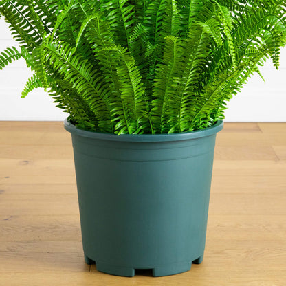 Artificial Boston fern plant, 4 ft, UV-resistant, lifelike leaves in teal pot for indoor/outdoor on Tampa Home & Garden Store
