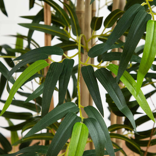 4' Multi Bambusa Bamboo Silk Tree - Tampa Home & Garden Store