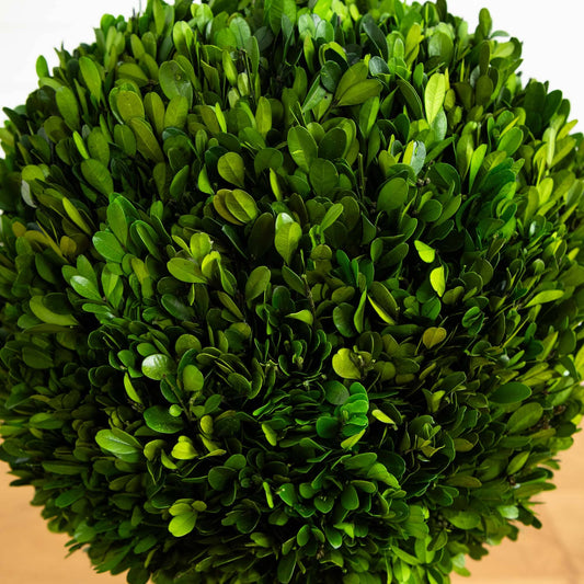 4’ Preserved Boxwood Double Ball Topiary Tree in Planter - Tampa Home & Garden Store