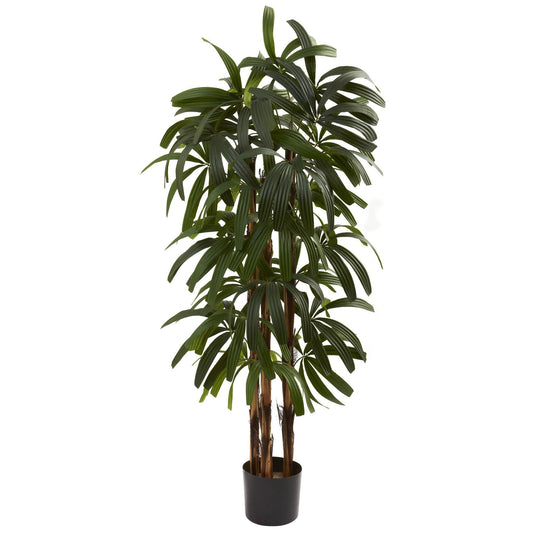 4’ Raphis Palm Tree - Tampa Home & Garden Store