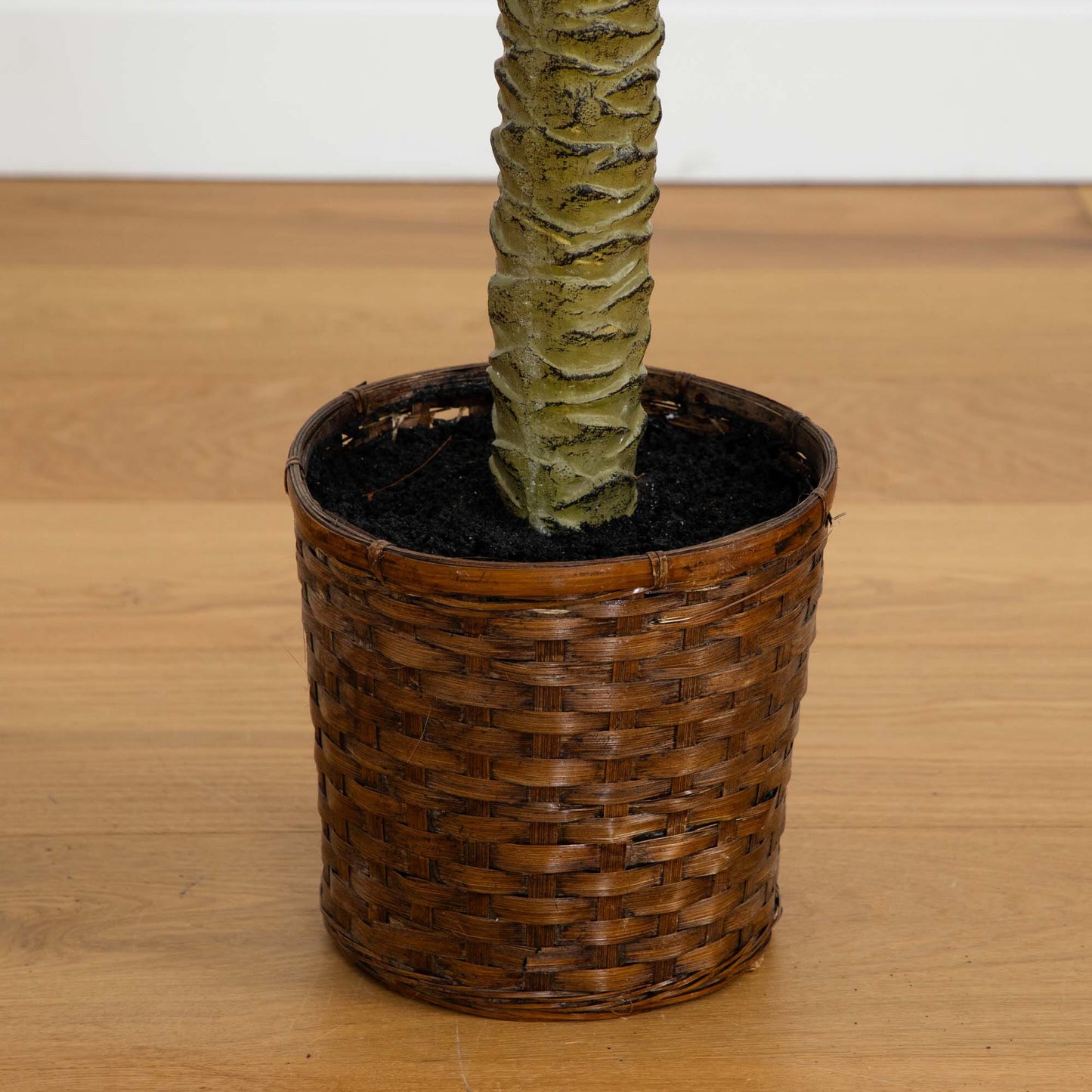 Palm sago de 1,2 m