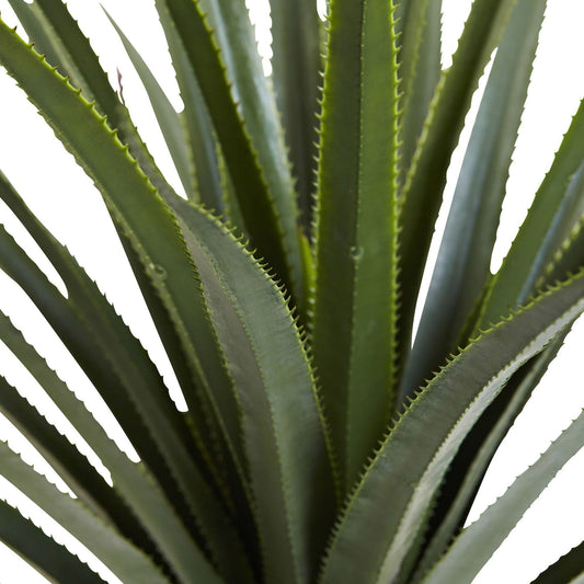 4’ Spiked Agave Plant - Tampa Home & Garden Store