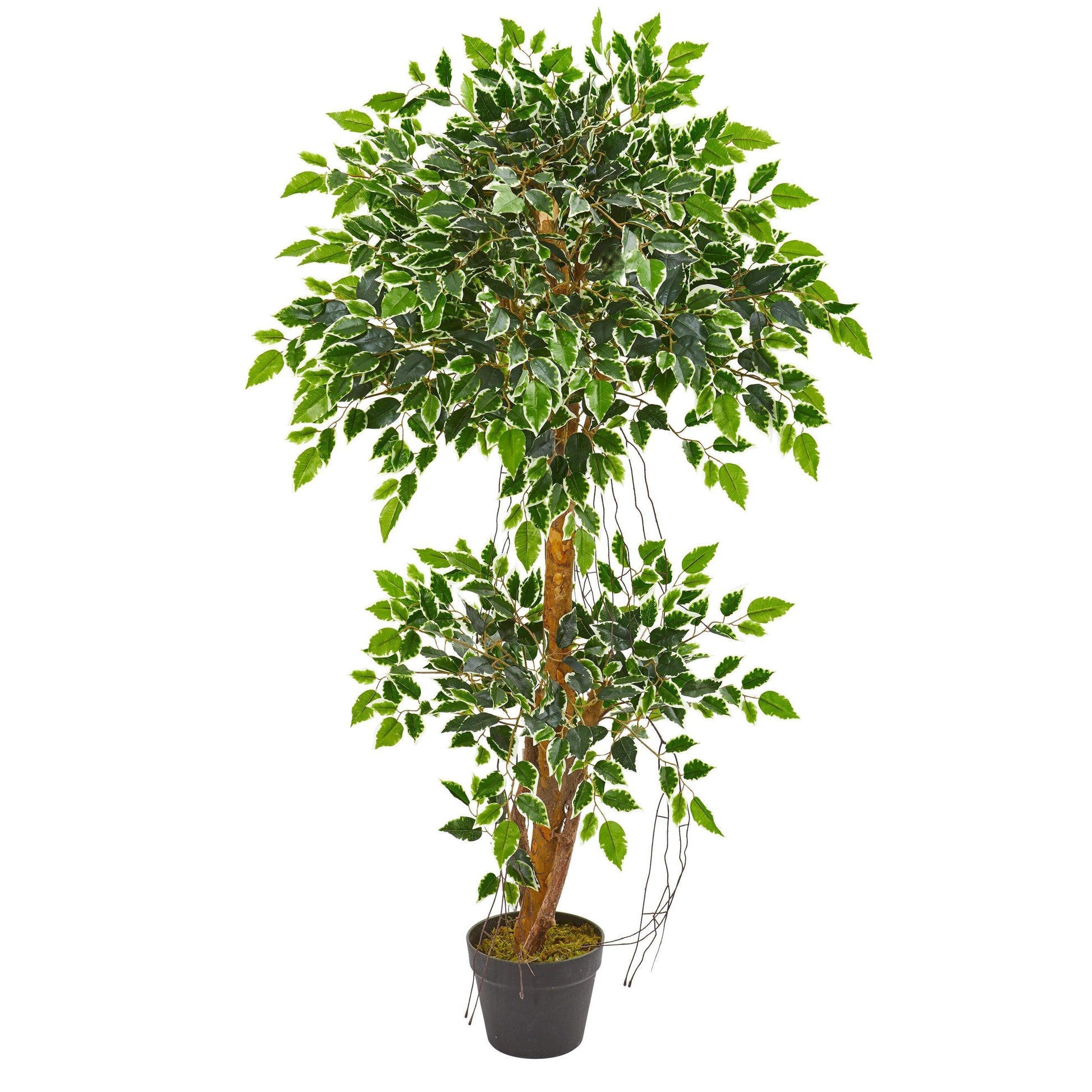 4’ Variegated Ficus Artificial Tree Nearly Natural in black pot with moss and green variegated leaves on Tampa Home & Garden Store