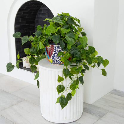 Artificial Philodendron in a Talavera Planter