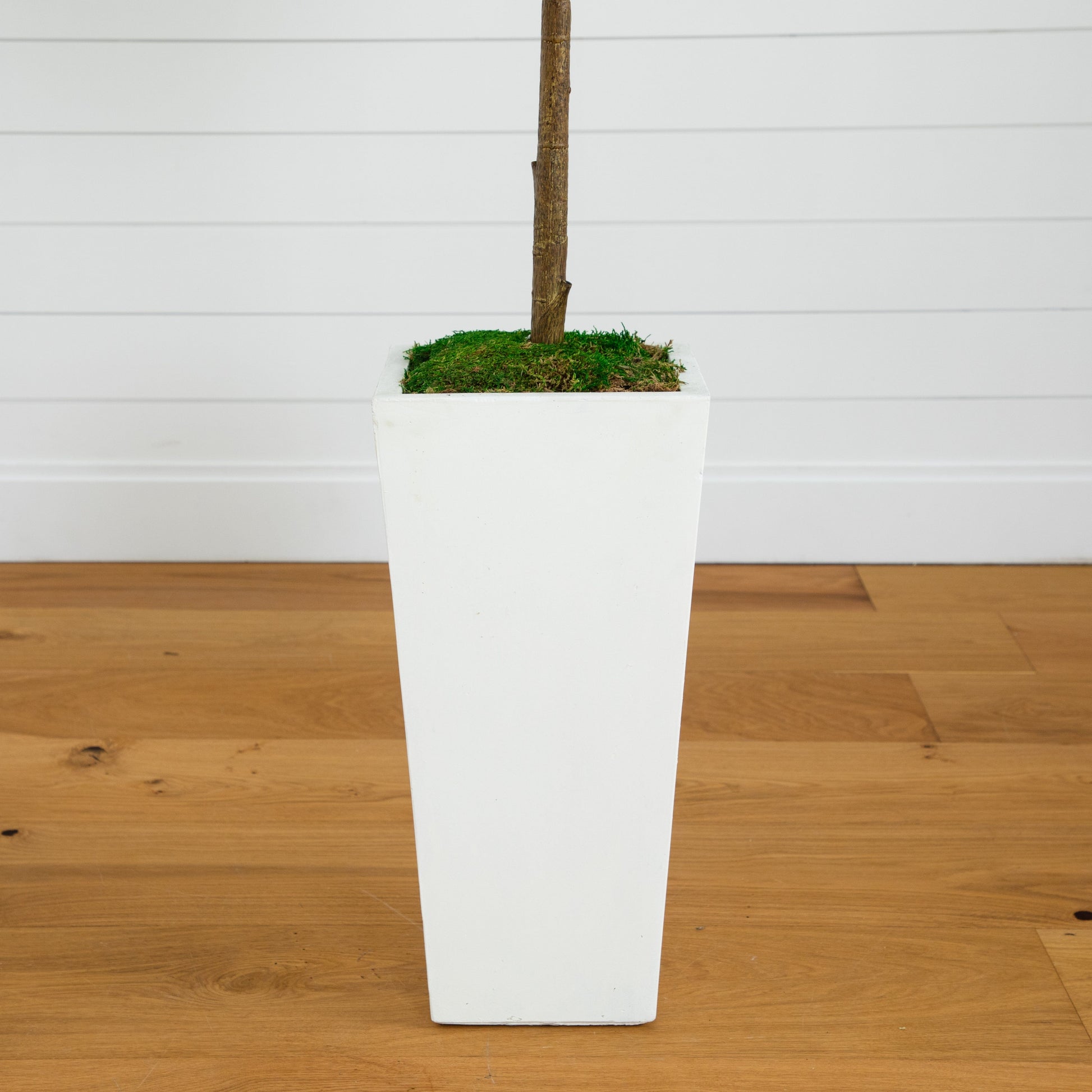 4.5 ft fiddle leaf fig tree trunk in a white square planter with moss cover artificial tree on Tampa Home & Garden Store