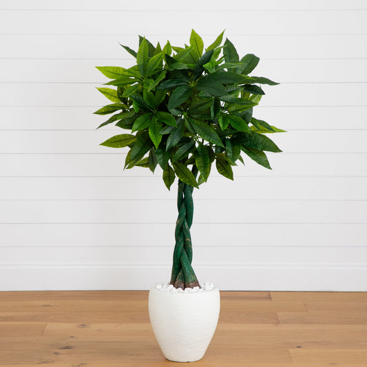4.5 ft Money Tree in white oval planter with braided trunk and lush green leaves on Tampa Home & Garden Store