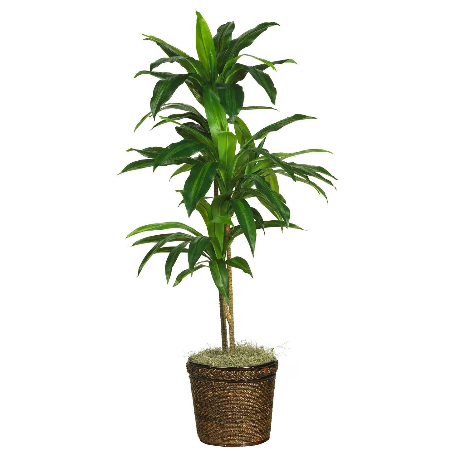 Real Touch Silk Dracaena Plant and a Basket