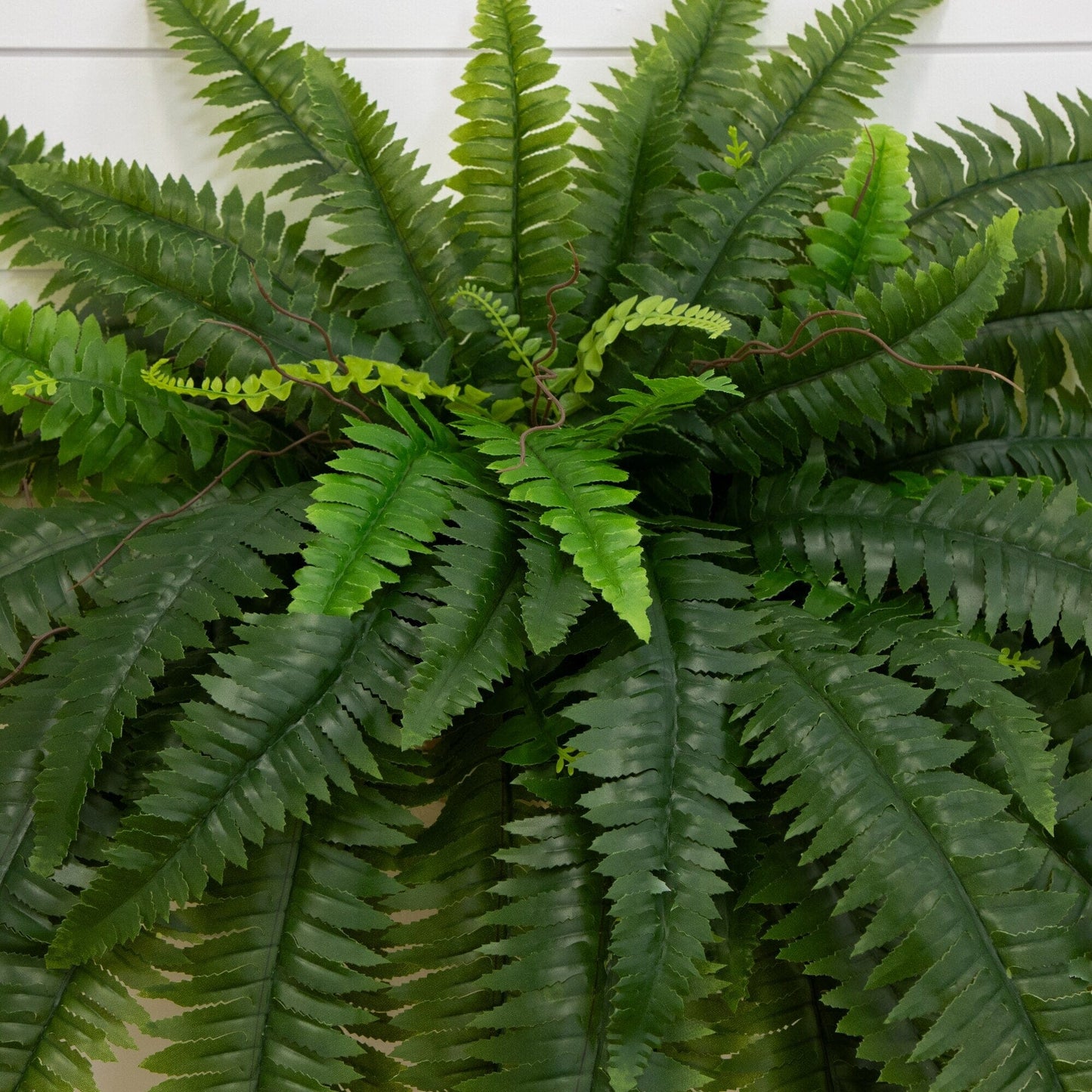 48 In Uv Resistant Fern and Bush for the Backyard