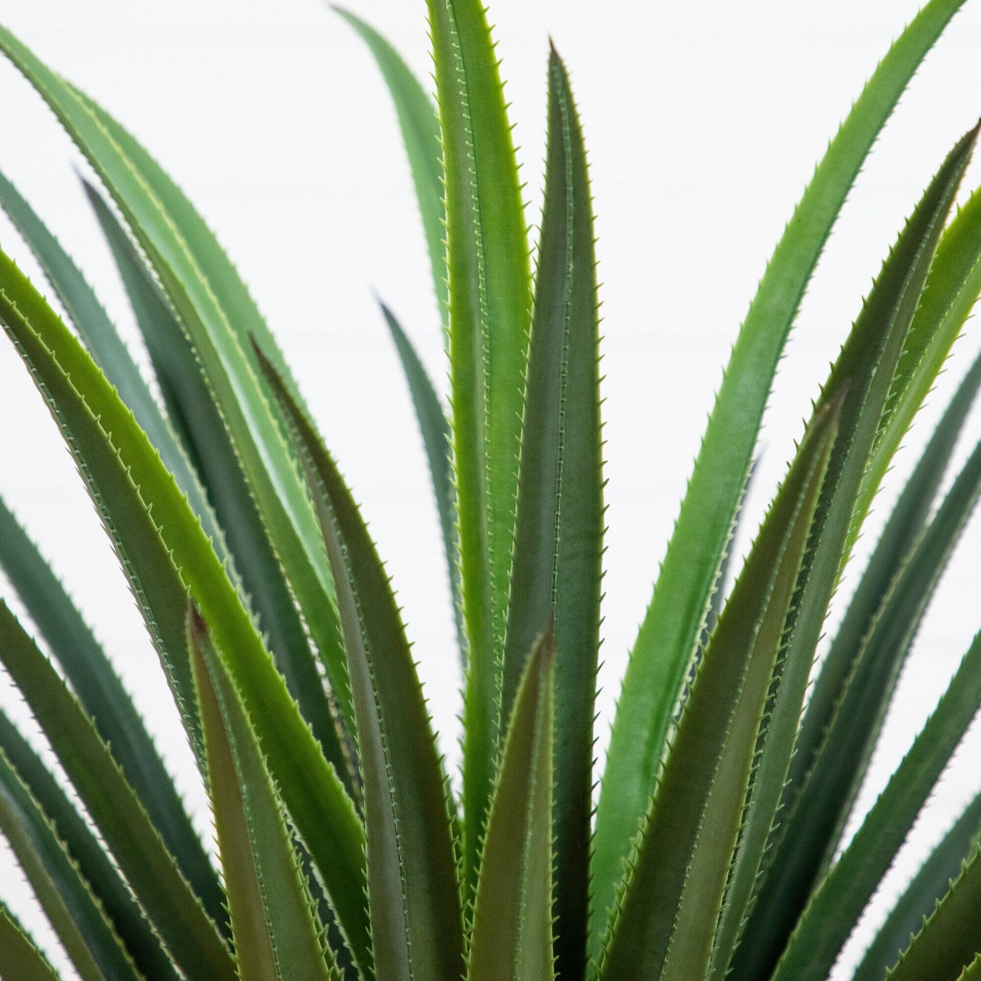 Artificial spiked agave plant close-up with serrated green leaves on Tampa Home & Garden Store