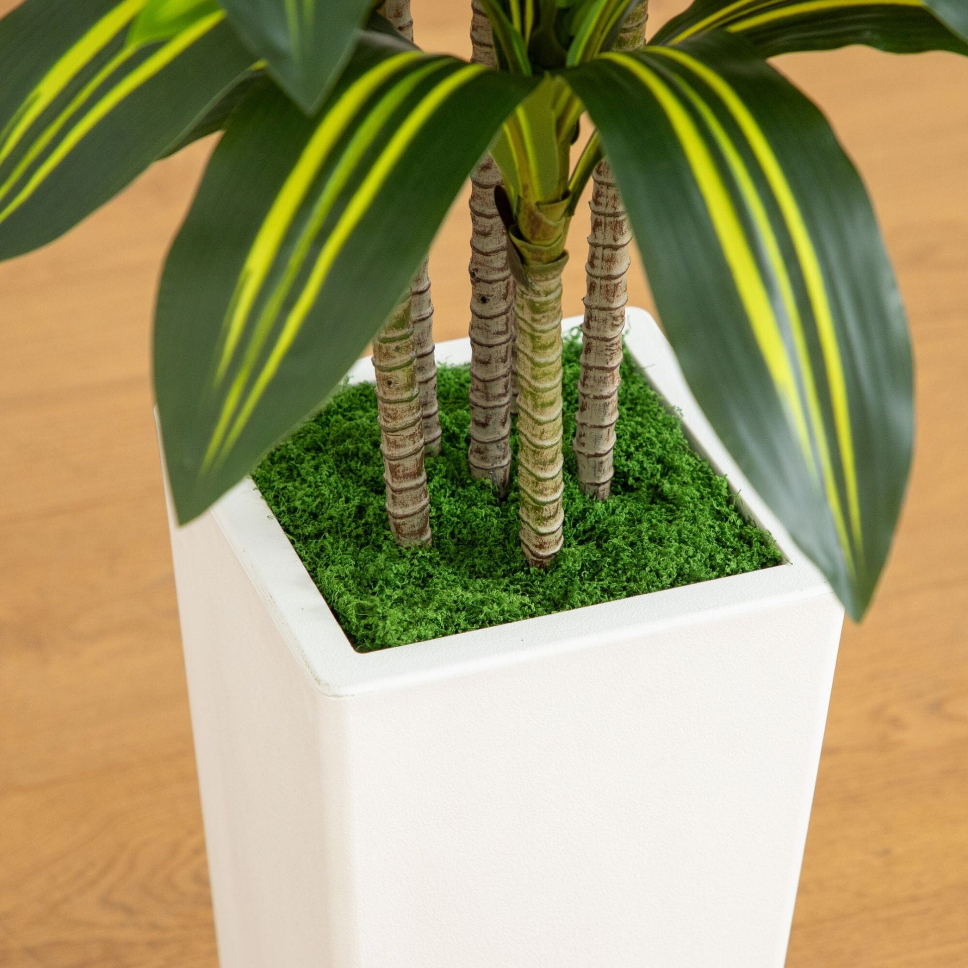 5' artificial Dracaena tree in white square planter with green moss by Nearly Natural on Tampa Home & Garden Store
