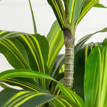 5' Artificial Real Touch Dracaena tree with striped green leaves in planter on Tampa Home & Garden Store